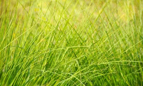 Custom landscape installation experts serving Round Rock, TX - Rock Lawn Care