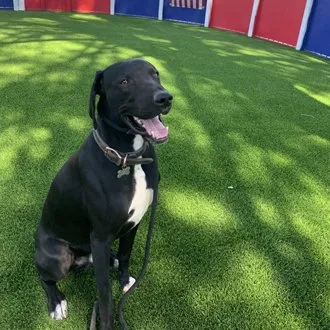 Custom residential landscaping for outdoor upgrades across Campbell, CA - Rock N Block- Turf N Hardscapes