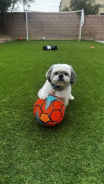 Professional yard maintenance in Campbell, CA - Rock N Block- Turf N Hardscapes