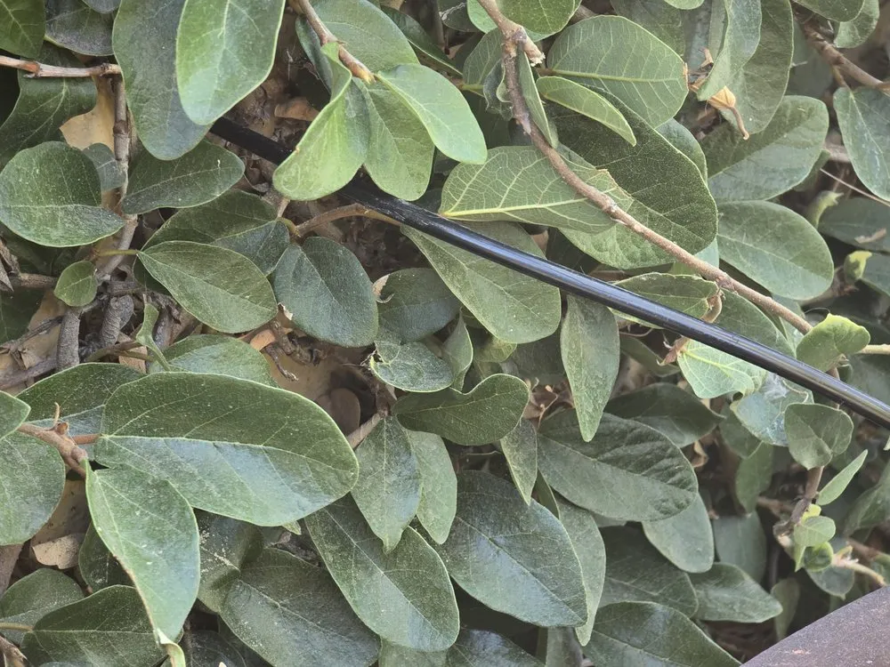 Affordable lawn care service in Orange, CA by Rock N Block -Turf N Hardscapes