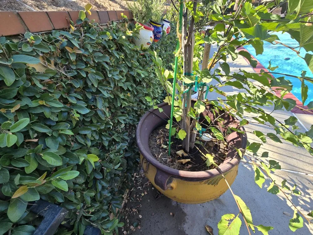 Local lawn care service for residential properties across Orange, CA - Rock N Block -Turf N Hardscapes