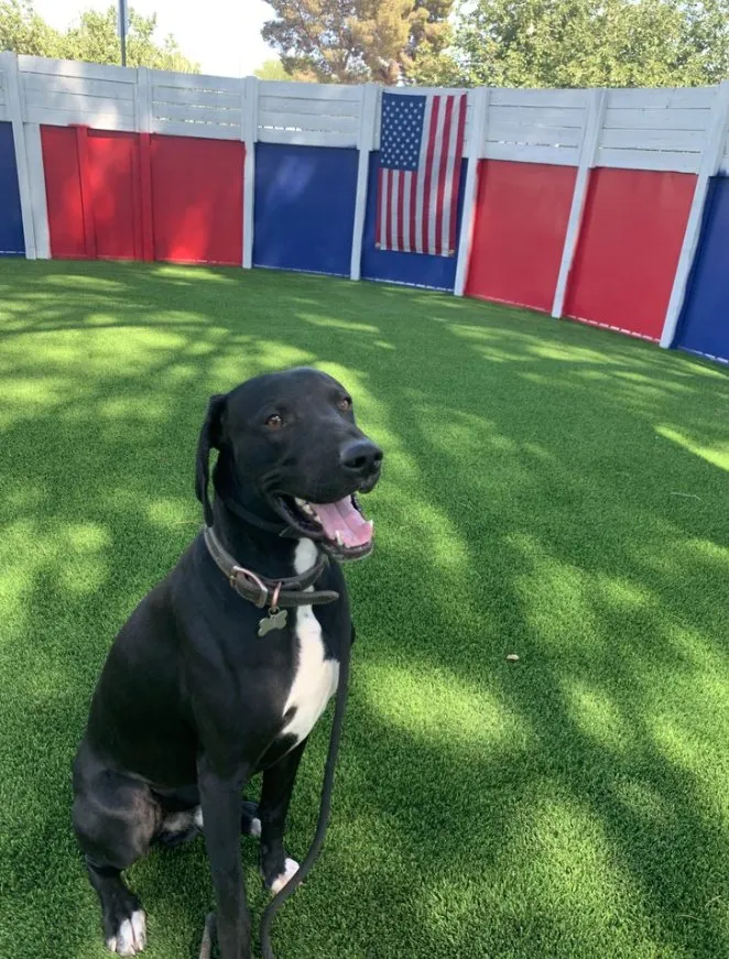 Custom yard maintenance in Phoenix, AZ by Rock N Block- Turf N Hardscapes