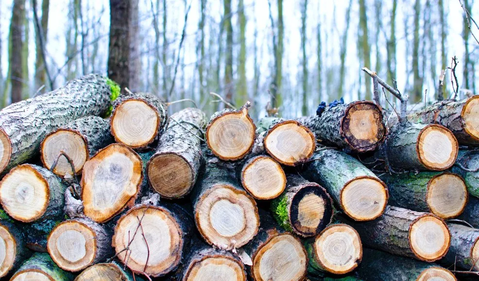 Local landscape design for year-round maintenance across Greenfield, IN - Rock On Landscaping