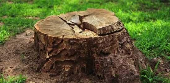 Affordable yard cleanup service for beautiful yards in Greenfield, IN by Rock On Landscaping