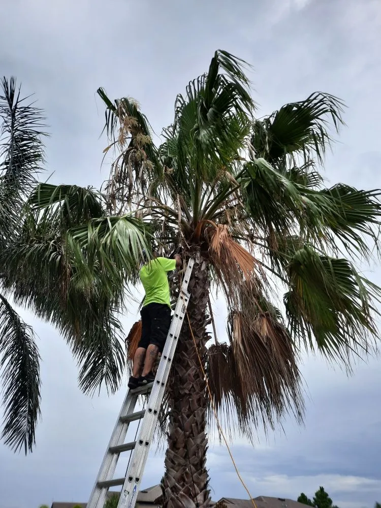 Affordable landscape installation for outdoor upgrades in Palmetto, FL by Rock Solid Excavating and Sandstone Design