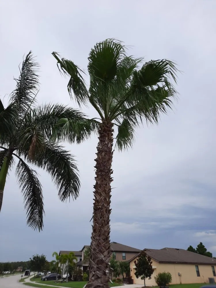 Trusted outdoor landscaping for homes in Palmetto, FL by Rock Solid Excavating and Sandstone Design