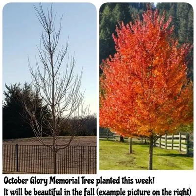 Rock Solid Landscape & Irrigation Solutions Logo