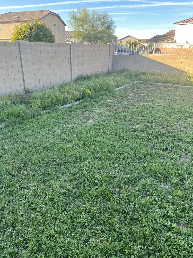 Local landscape design for homes across Mesa, AZ - Rock Solid Landscaping And Pool