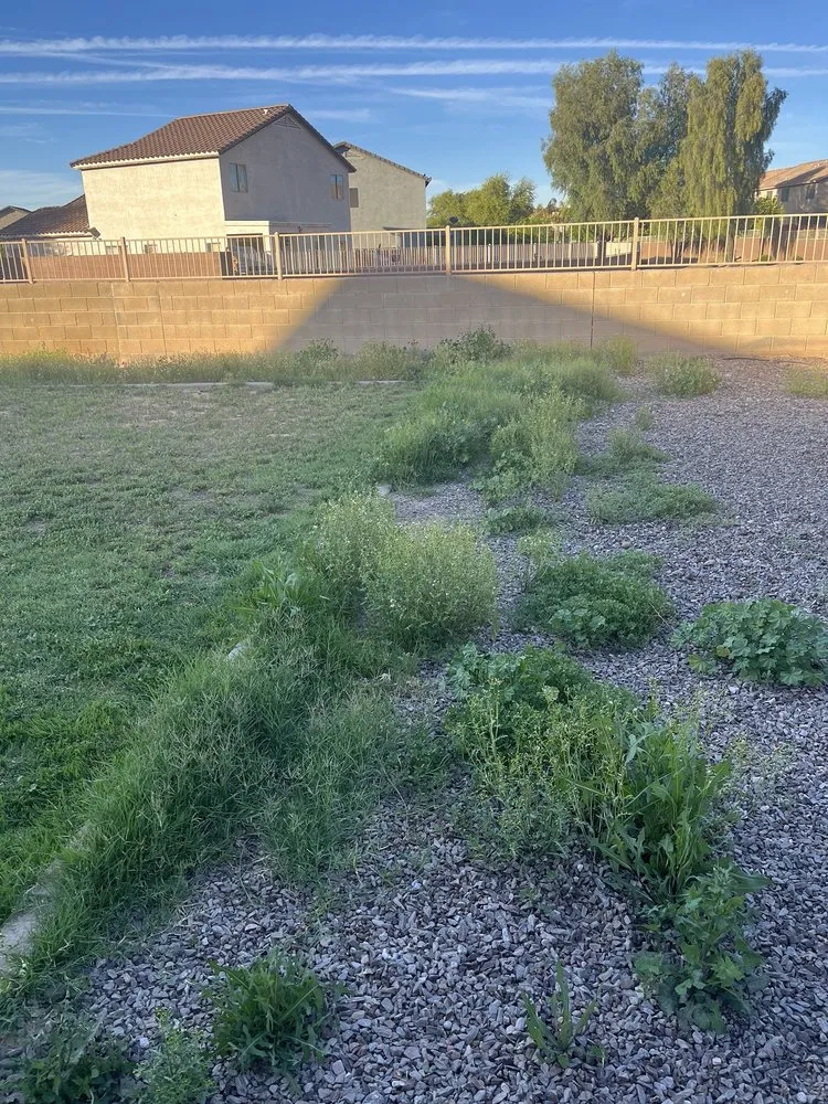 Reliable yard maintenance in Mesa, AZ - Rock Solid Landscaping And Pool