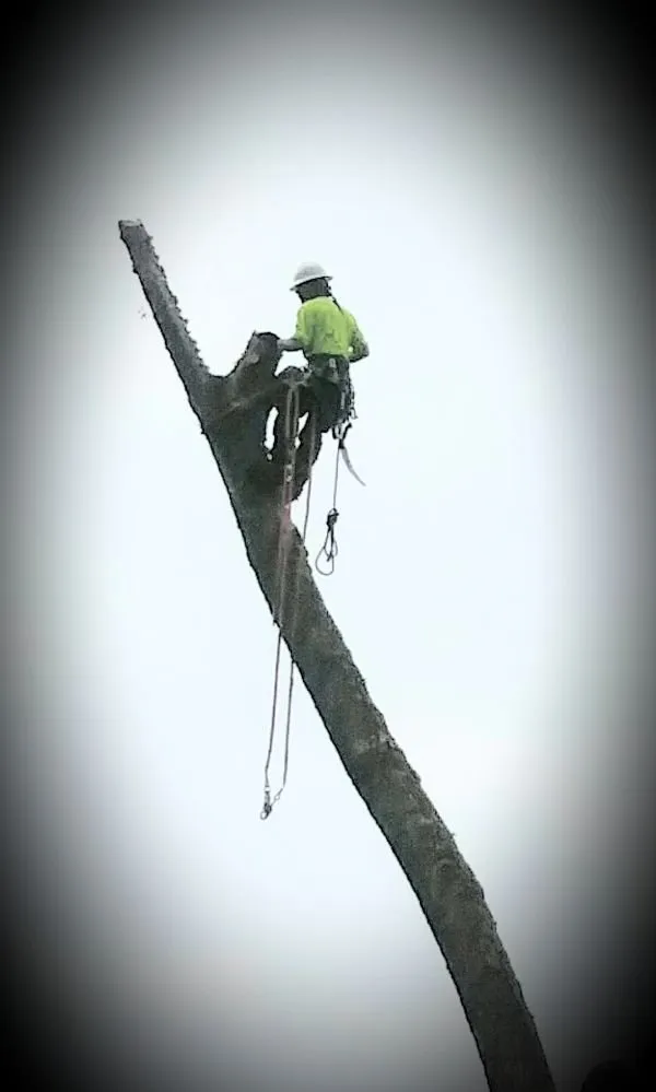 Expert landscaping services in Lacey, WA by Rock Solid Tree & Landscape Services