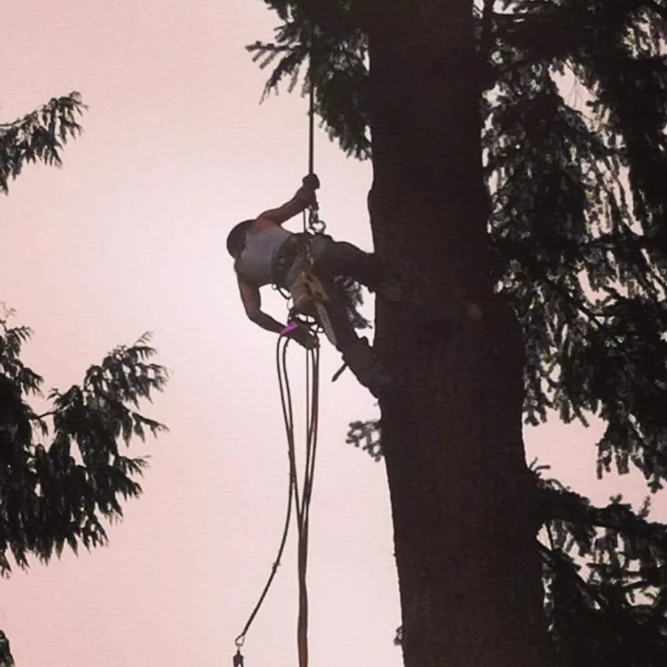 Trusted yard maintenance experts serving Lacey, WA - Rock Solid Tree & Landscape Services