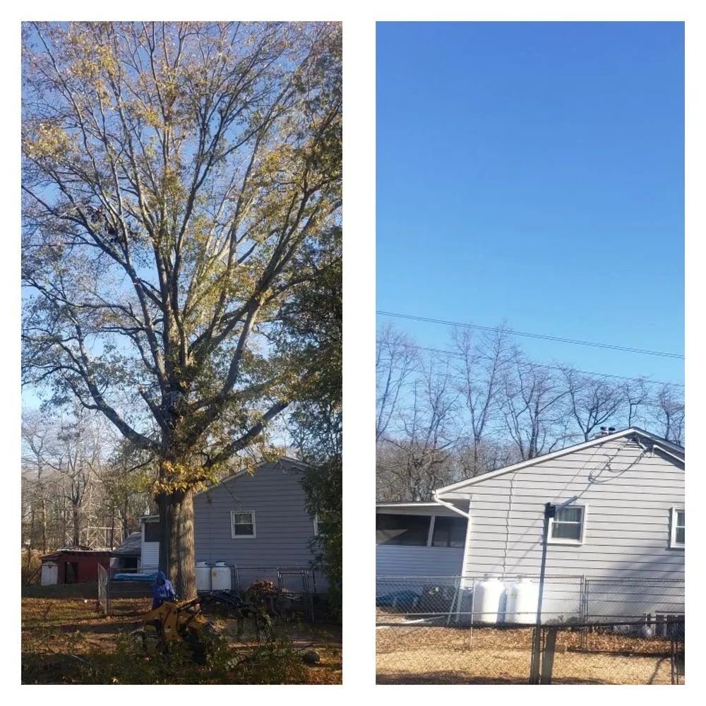 Reliable lawn care service experts serving Palmyra, NJ - Rock Solid Tree Services and More