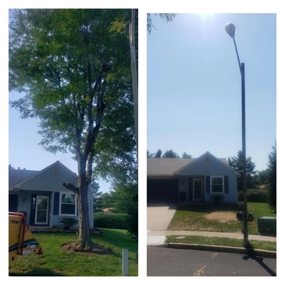 Professional yard cleanup service for beautiful yards across Palmyra, NJ - Rock Solid Tree Services and More