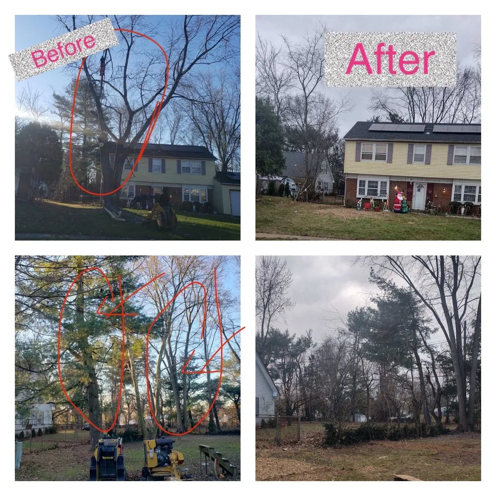 Reliable lawn care service in Palmyra, NJ - Rock Solid Tree Services and More