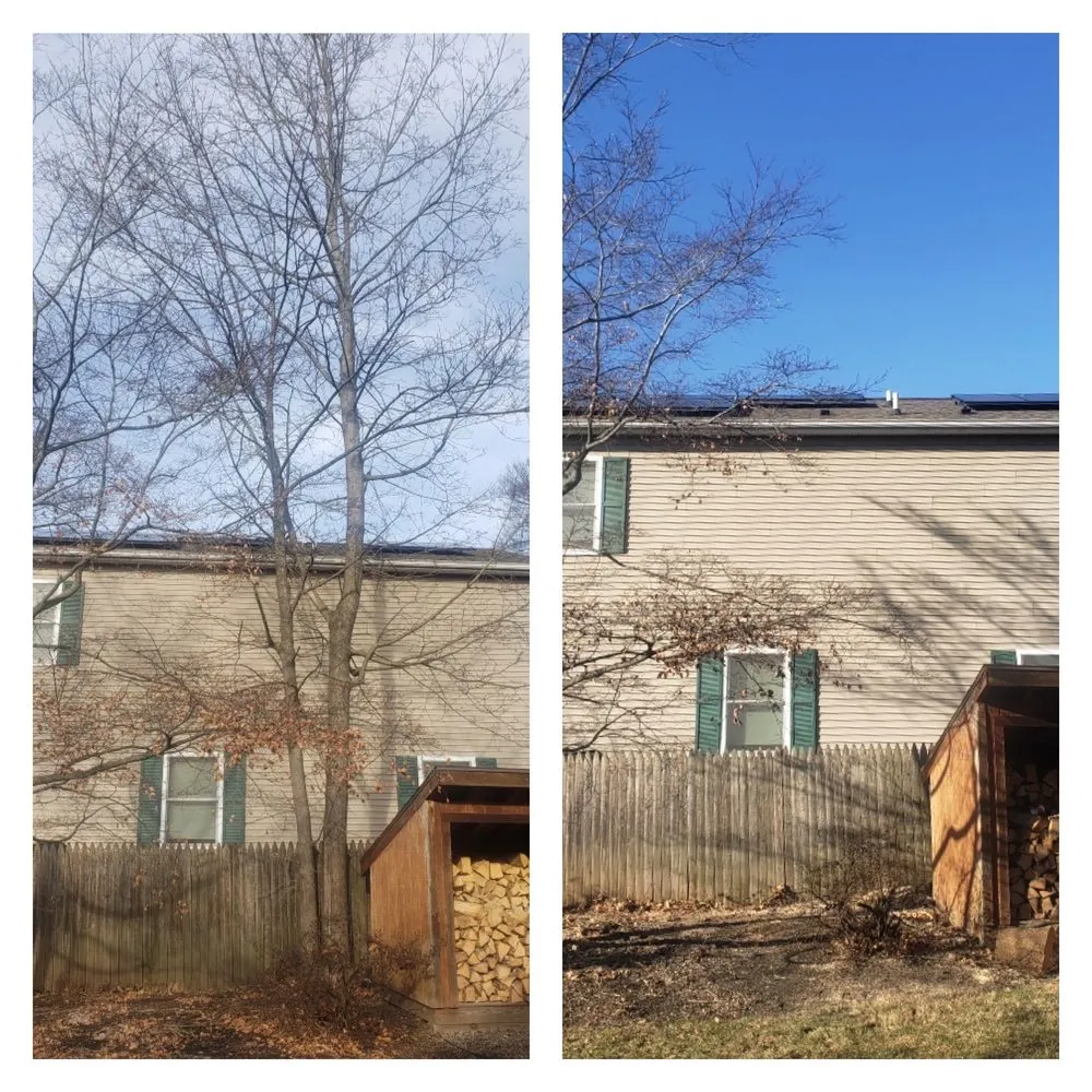 Local yard cleanup service in Palmyra, NJ by Rock Solid Tree Services and More