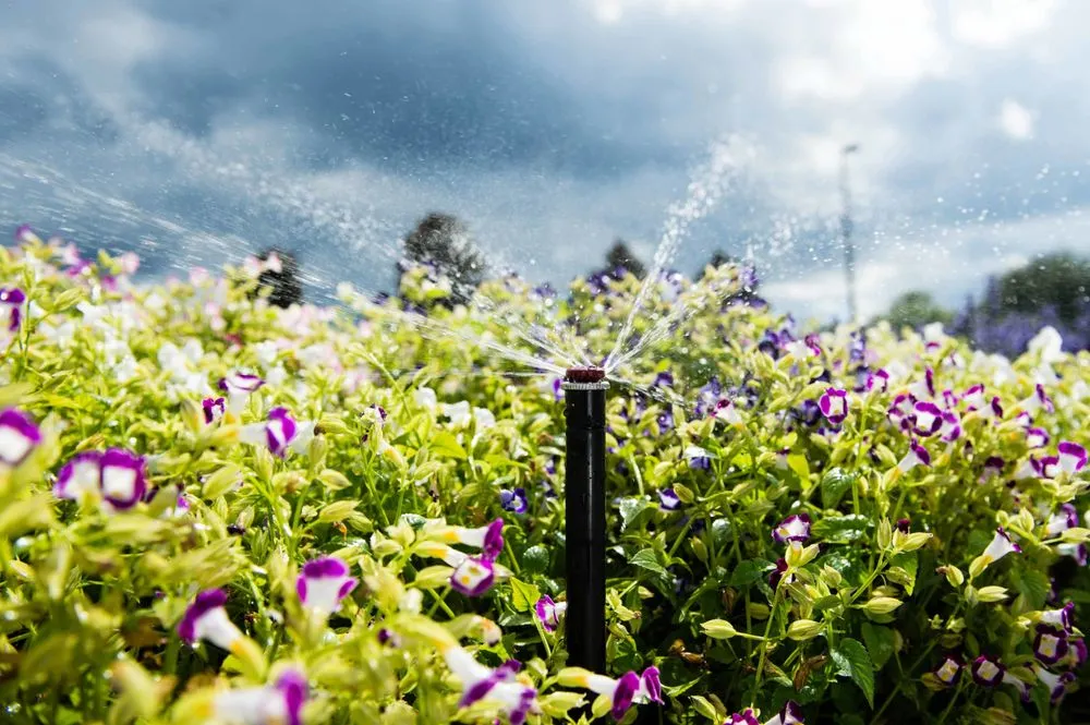 Top-rated residential landscaping for homes in Atlantic Beach, FL by Rockaway