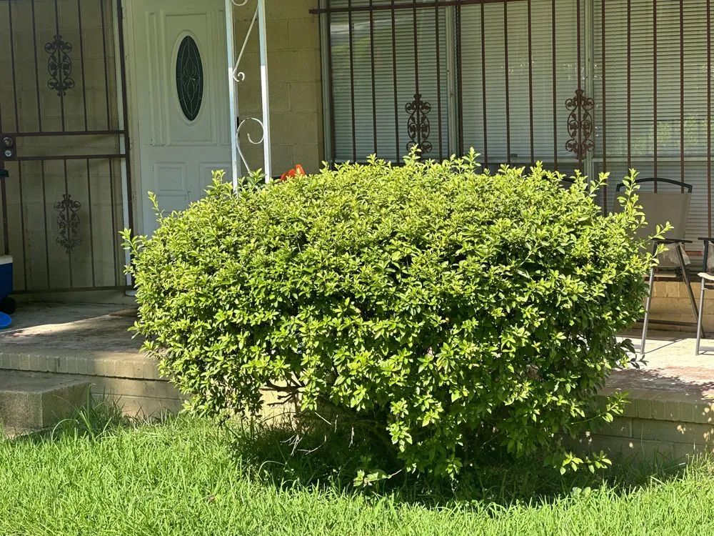 Local landscape installation experts serving Tallahassee, FL - RockBottom Lawn and Maintenance Services