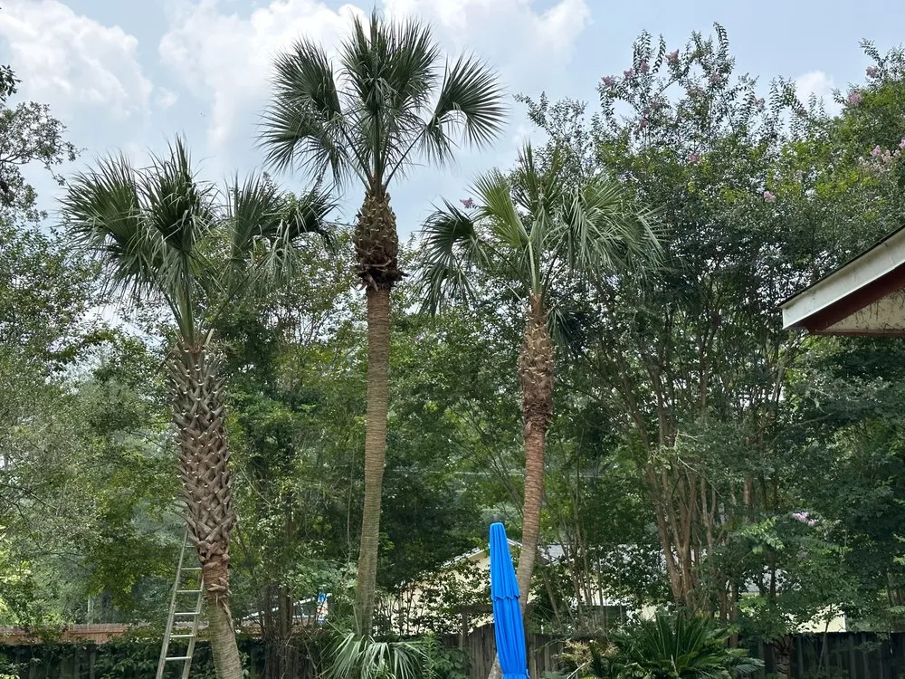 Affordable outdoor landscaping in Tallahassee, FL by RockBottom Lawn and Maintenance Services