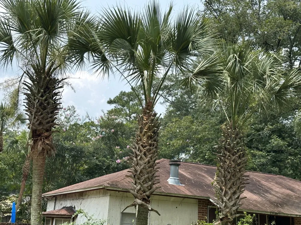 Top-rated landscape design experts serving Tallahassee, FL - RockBottom Lawn and Maintenance Services