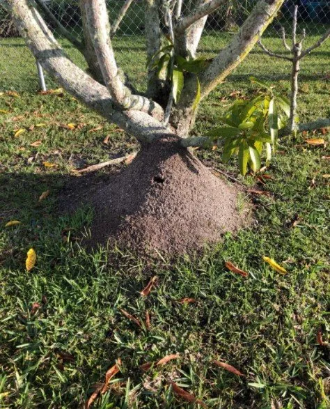 Trusted residential landscaping in Jupiter, FL by Rocket Pest Control