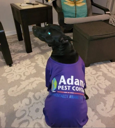 Expert lawn mowing service near you in Port St Lucie, FL by Rocket Pest Control