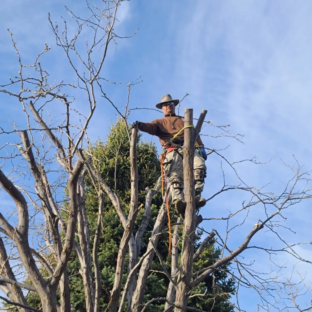 Custom yard cleanup service experts serving Waipahu, HI - Rocket Tree Surgeons & Landscaping Services