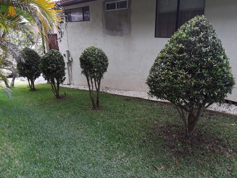 Trusted outdoor landscaping for beautiful yards across Waipahu, HI - Rocket Tree Surgeons & Landscaping Services