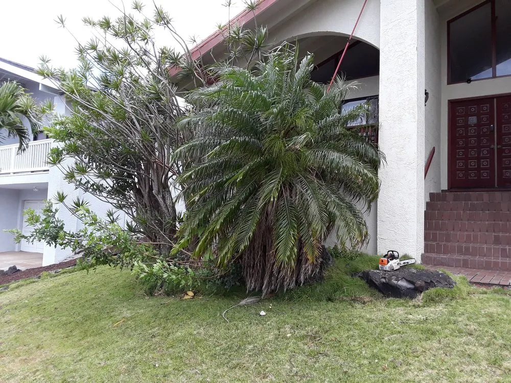Custom yard maintenance experts serving Waipahu, HI - Rocket Tree Surgeons & Landscaping Services