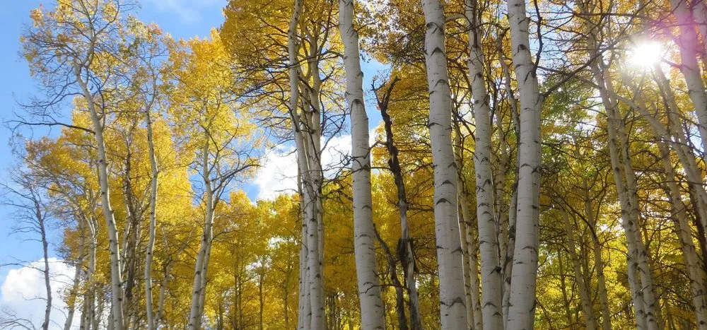 Top-rated residential landscaping in Silverthorne, CO - Rockies Property Management