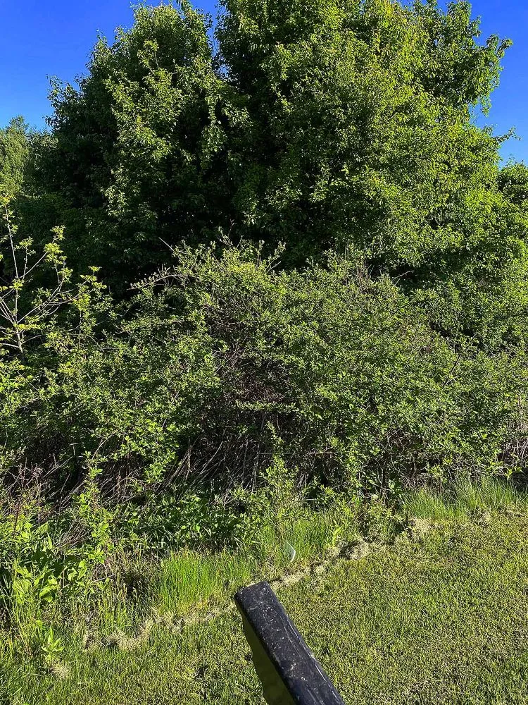 Local yard maintenance experts serving Independence, VA - Rockin B Land Services