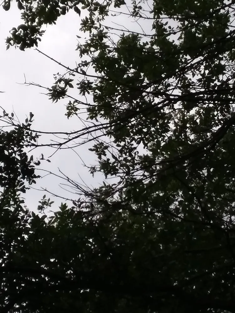 Affordable landscape design near you in Floresville, TX by Rockin R Tree Service & Landscaping