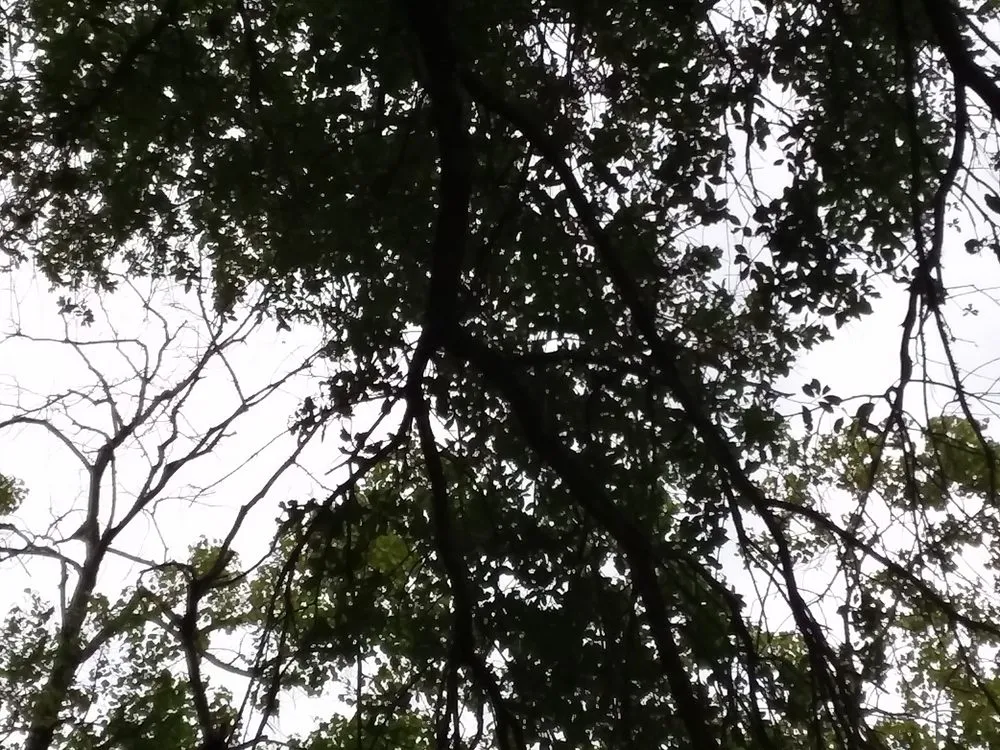 Expert lawn care service in Floresville, TX by Rockin R Tree Service & Landscaping