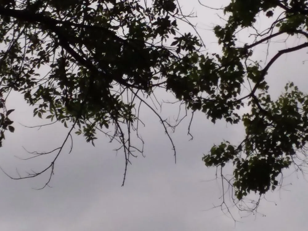 Professional garden landscaping for beautiful yards across Floresville, TX - Rockin R Tree Service & Landscaping