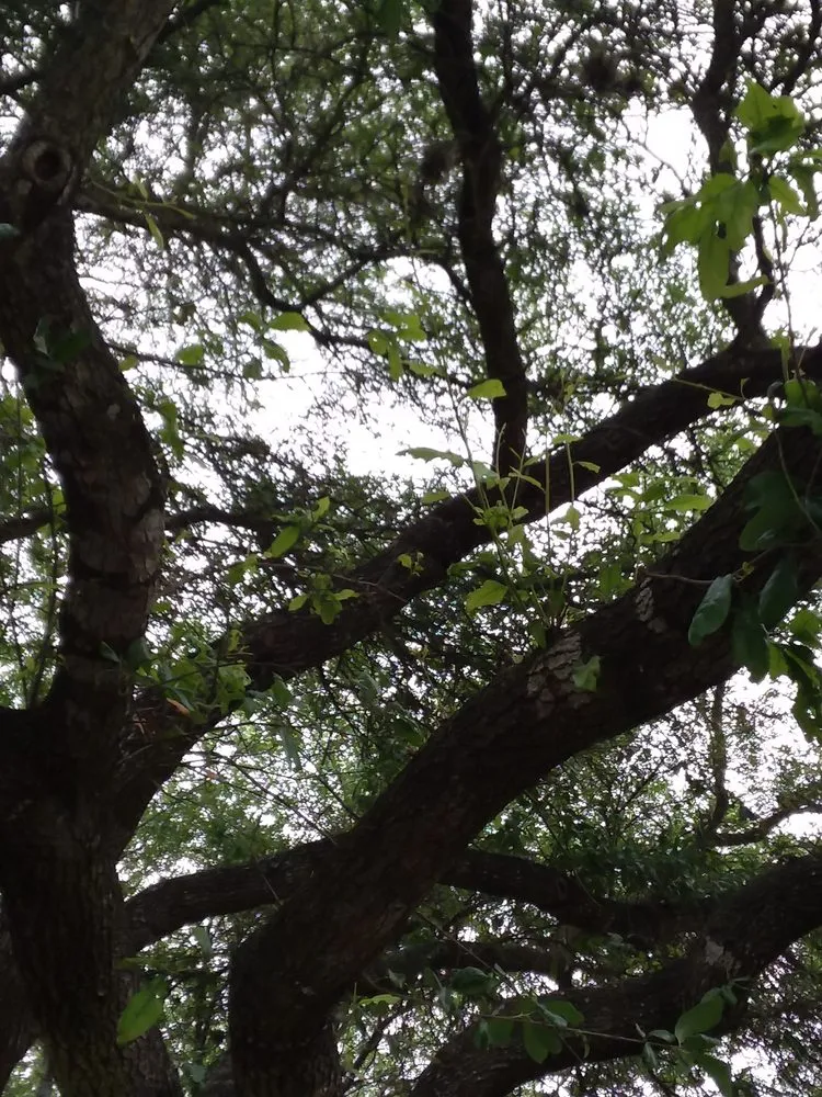 Trusted yard cleanup service experts serving Floresville, TX - Rockin R Tree Service & Landscaping