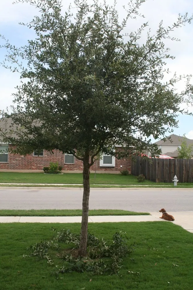 Affordable lawn care service in Floresville, TX - Rockin R Tree Service & Landscaping