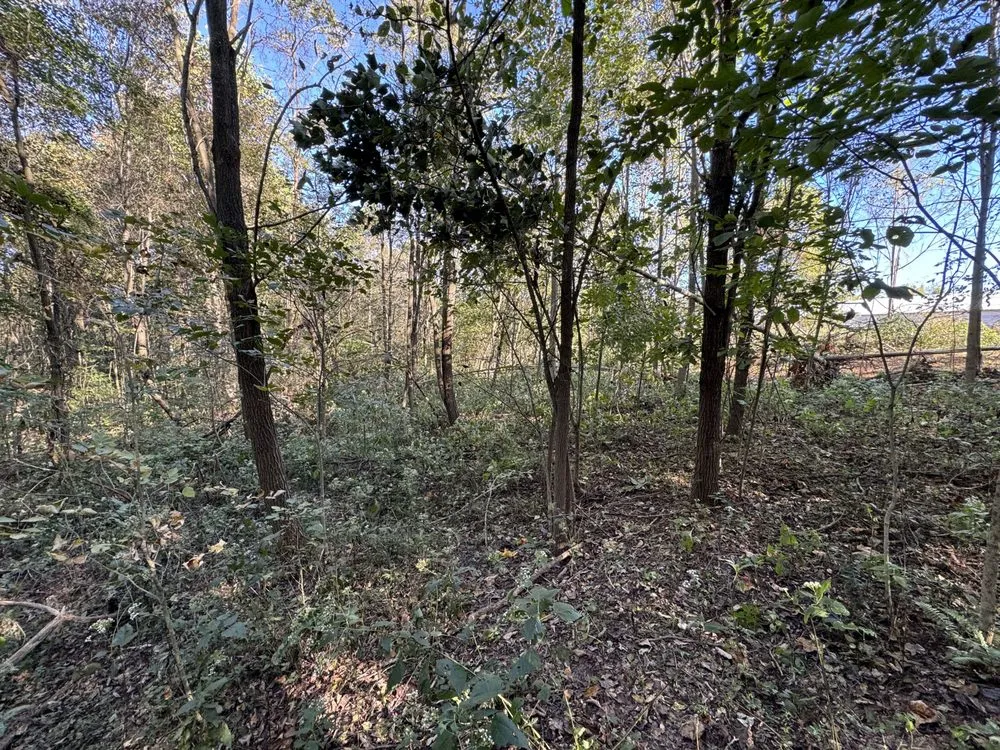 Local yard cleanup service in Moss, TN by Rocking B