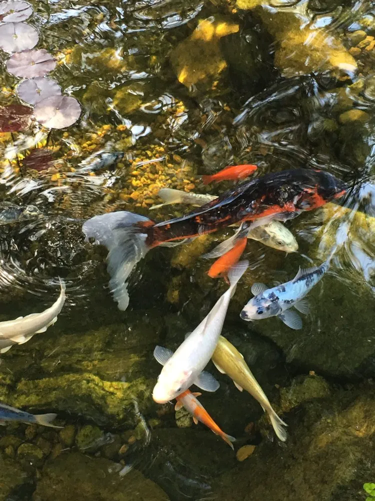 Trusted lawn care service experts serving Denver, CO - RockStar Aquatics