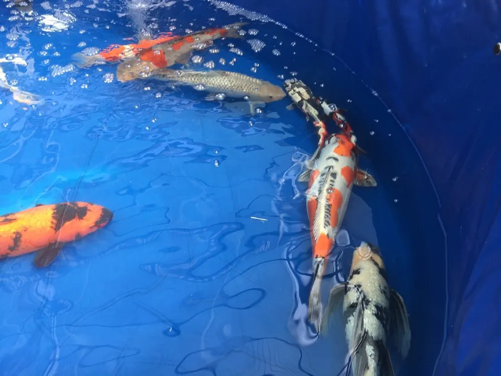 Reliable landscaping services for residential properties across Denver, CO - RockStar Aquatics