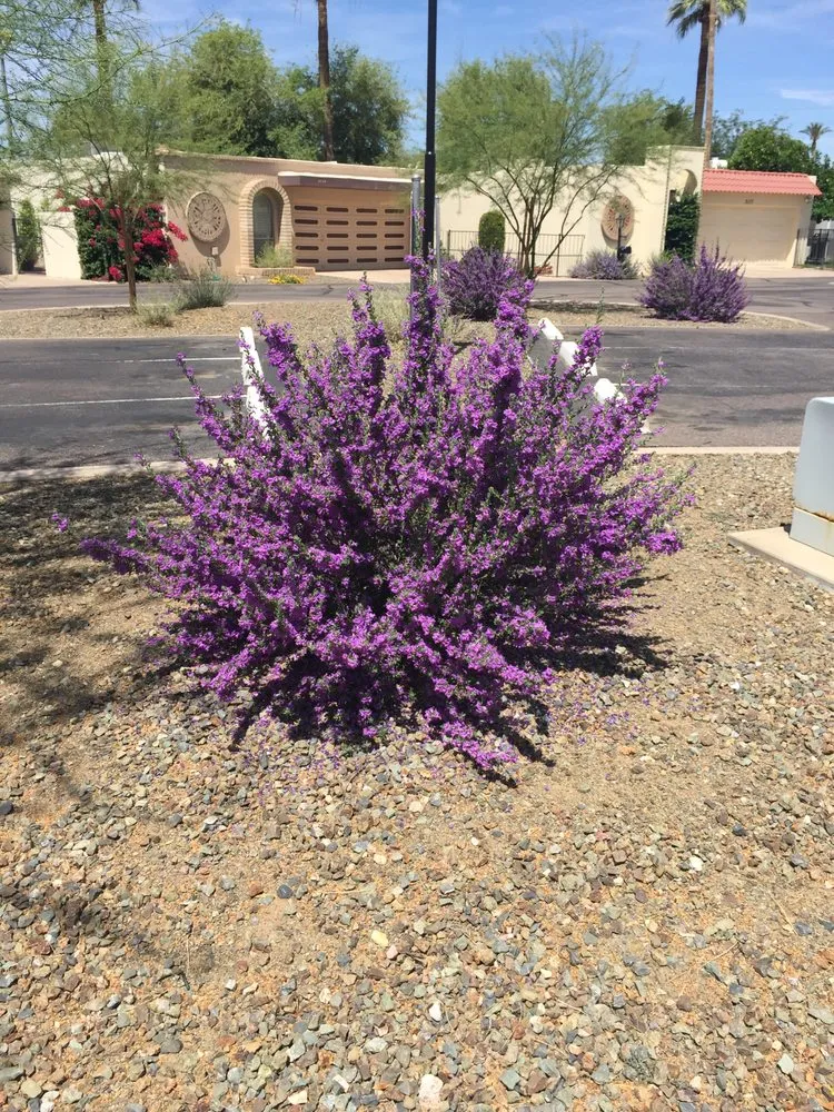 Top-rated landscape installation experts serving Peoria, AZ - Rockwell Landscape Maintenance