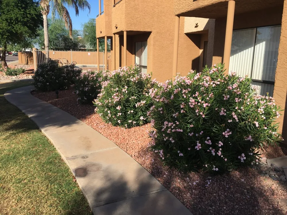 Expert yard maintenance for beautiful yards in Peoria, AZ by Rockwell Landscape Maintenance