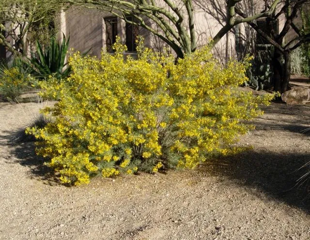 Top-rated garden landscaping experts serving Peoria, AZ - Rockwell Landscape Maintenance