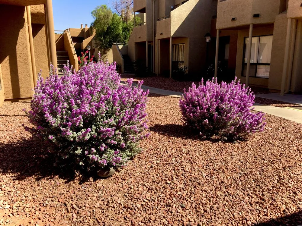 Trusted yard cleanup service near you in Peoria, AZ by Rockwell Landscape Maintenance