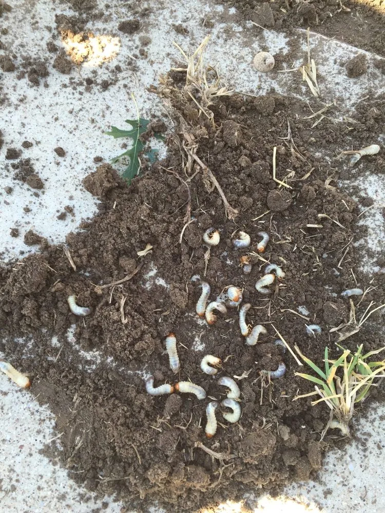 Reliable outdoor landscaping experts serving Fort Worth, TX - Rockwell Lawn & Irrigation