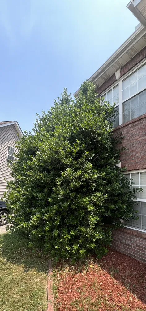 Affordable residential landscaping for beautiful yards across Knoxville, TN - Rocky City Lawn Care