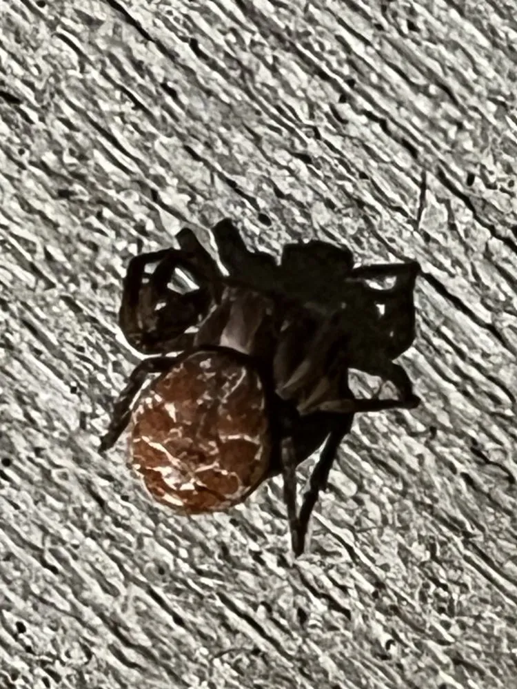 Professional lawn mowing service for beautiful yards across Leadville, CO - Rocky Mountain Home Improvement