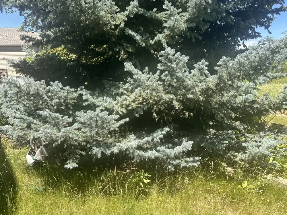 Local yard cleanup service in Parker, CO by Rocky Mountain Sprinkler and Landscaping