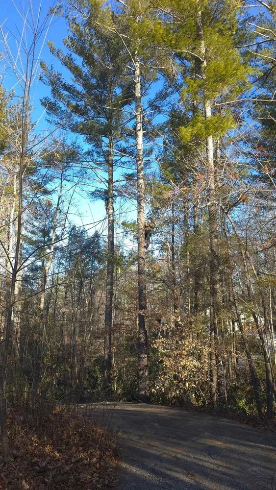 Affordable yard cleanup service in Morganton, NC by Rocky Top Tree Service & Landscaping