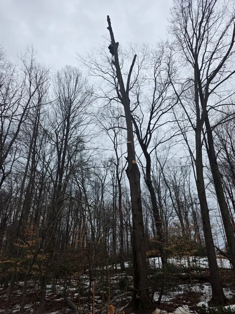 Custom landscape installation for residential properties in Bealeton, VA by Rocky's Landscaping