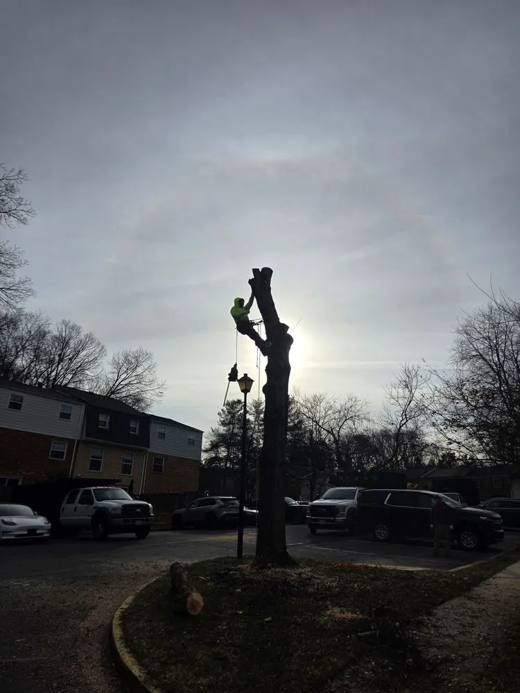 Trusted yard cleanup service in Bealeton, VA - Rocky's Landscaping