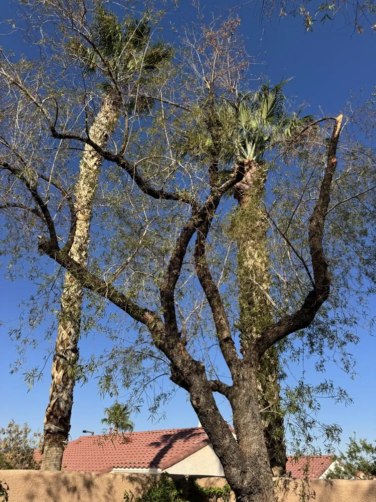 Local garden landscaping in Las Vegas, NV - Rocky's Tree Service